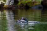 baby_loons_fed_on_back_web_sized.jpg